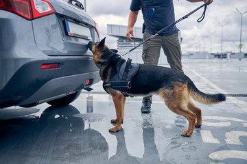 drug sniffing dog